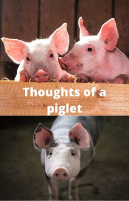 Thoughts of a piglet