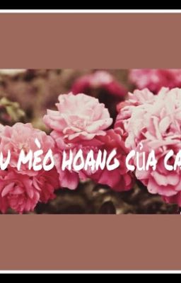 TIỂU MÈO HOANG CỦA CA CA