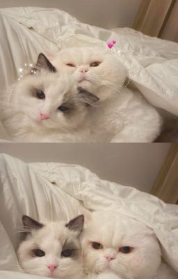 tràn bộ nhớ ₊˚⊹ᡣ𐭩 choker