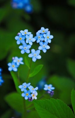 [Trans | 2hj/OnRan] Xin đừng quên anh