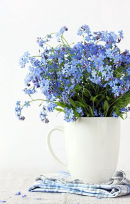 [Truyện Thái] FORGET ME NORTH