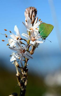 -Tuyết trắng Asphodel-