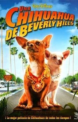 un Chihuahua en Beverly Hills omegaverse 