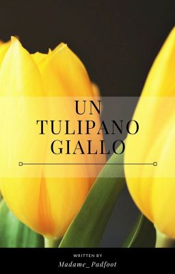 Un tulipano giallo