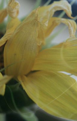 Una flor marchita