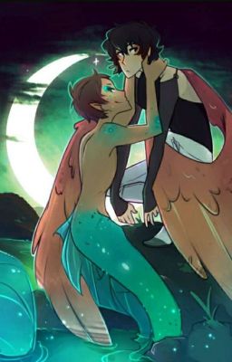 Untold Love (Mermaid! Lance X Avian! Keith)