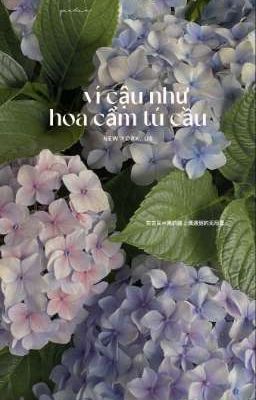 ví cậu như hoa cẩm tú cầu