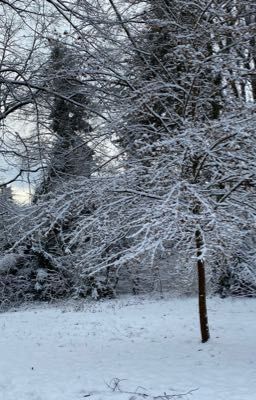 Viermal, bevor das Licht erstarb 