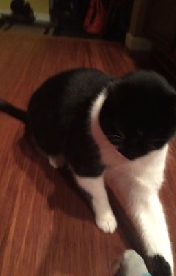 Warrior Cat Names