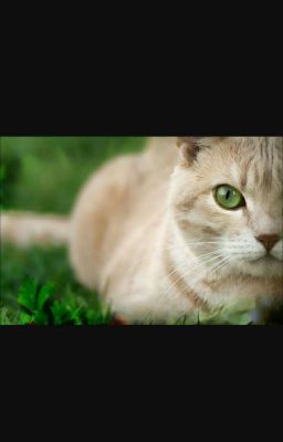 Warrior cats RPG -der Efeu Clan ist anders .