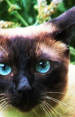 Warrior Cats Test: Wie bist du als Katze?