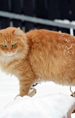 Wettervorhersage in Sibirien Und Sibirische Katze 