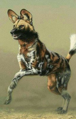 Wild dog