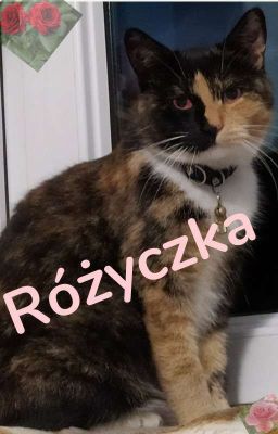 Wojownicy: Różyczka