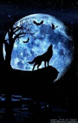 Wolf in the dark