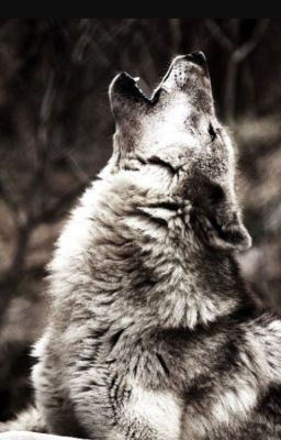 Wolf quotes