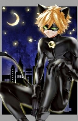 Womanizer~ Chat Noir x Reader