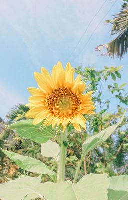 [YUWIN] Le Tournesol 