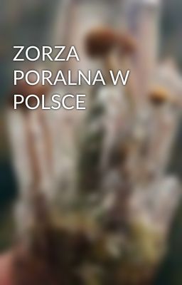 ZORZA PORALNA W POLSCE 