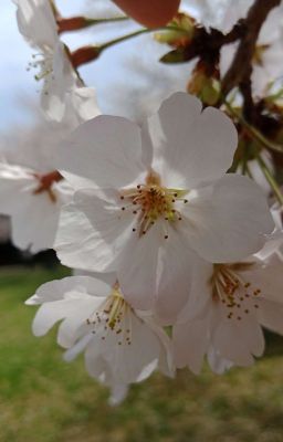 さくら🌸