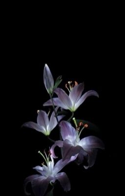 [ 𝐬𝐤𝐳 𝐱 𝐡𝐲𝐮𝐧𝐣𝐢𝐧 ] 𝐥𝐨𝐯𝐞 𝐮𝐧𝐭𝐨𝐥𝐝