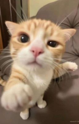 𝓴𝓱𝓸𝓪𝓷𝓰 𝓬𝓪𝓬𝓱 𝓽𝓻𝓸𝓷𝓰 𝓽𝓲𝓶